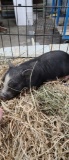 Black Micro Mini Pig Female - Name: Anna