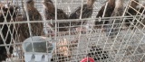5 Coturnix Quail - 1 Male & 4 Female