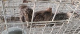5 Coturnix Quail - 1 Male & 4 Female