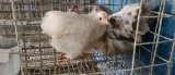3 Barnyard Cochins Hens