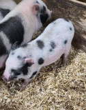 Juliana Male Mini Pig - Name: Jake