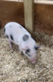 Juliana Male Mini Pig - Name: Alex