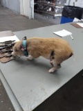 Male Micro Pig