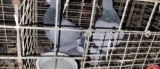 Pair Homing Pigeons