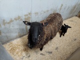 Ewe W/ Lamb - Selling Together