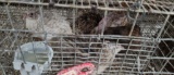 5 Coturnix Quail