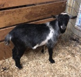 Nigerian Dwarf Buck - Polled - 8 Mos Old