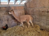Proven Female Alpaca - 5 Yr Old