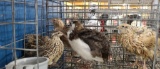 4 Coturnix Quail