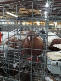 3 High Flying Roller Pigeons