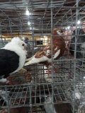 1 High Flying Roller & Pair German Owl Pigeons