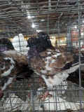 4 Tiffler Pigeons