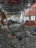 4 High Flying Roller Pigeons