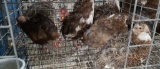 5 Celadon Coturnix Quail