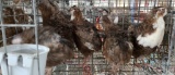 5 Celadon Coturnix Quail