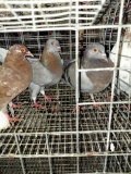 3 Homers & 1 High Flyer Pigeons
