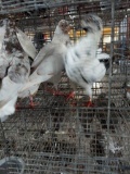 4 High Flying Homer Pigeons
