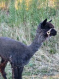 Female Alpaca - 3 Yr Old - Blind In One Eye
