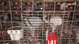 2 German Beauty Homer Pigeons - Unsexed