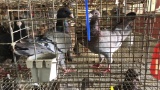 2 German Beauty Homer Pigeons - Unsexed