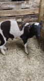Black & White Ram