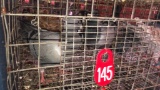 2 German Beauty Homer Pigeons - Unsexed