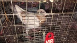 2 German Beauty Homer Pigeons - Unsexed