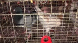 2 German Beauty Homer Pigeons - Unsexed