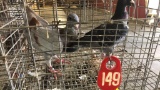 2 German Beauty Homer Pigeons - Unsexed