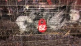 4 Frillback Pigeons