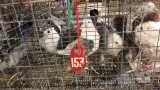 4 Satinette Pigeons