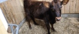 Red Angus X Charolais Heifer Calf - Approx 400 Lbs