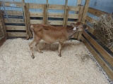Jersey Steer - 4 Mos Old
