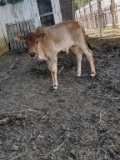 Zebu Bull Calf Born 9-11-2021