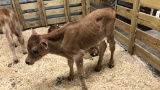 Jersey Bull Bottle Calf