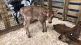 Jersey Bull Bottle Calf