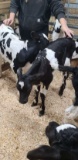 Jersey X Holstein Heifer Bottle Calf - Breedable