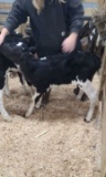 Jersey X Holstein Heifer Bottle Calf - Breedable