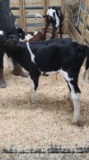 Holstein Heifer Bottle Calf - Breedable