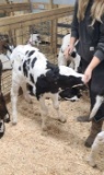 Holstein Heifer Bottle Calf - Breedable