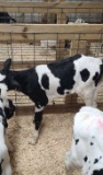 Holstein Heifer Bottle Calf - Breedable