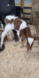Red & White Holstein Bull Bottle Calf