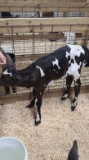 Jersey X Holstein Bull Bottle Calf