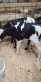 Holstein Heifer Bottle Calf