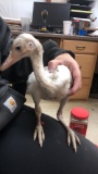 Female White Rhea Chick - 2 1/2 Wks Old