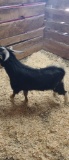 Pygmy Cross Billy