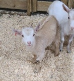 Tan Pure Pygmy Billy - Born August 13