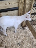 White Pure Pygmy Billy - Born August 13