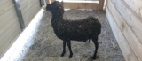 Black Ewe