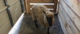 Ewe